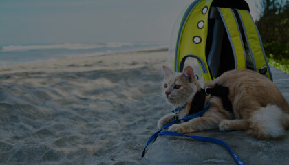 Путешествие с питомцем в Таиланд